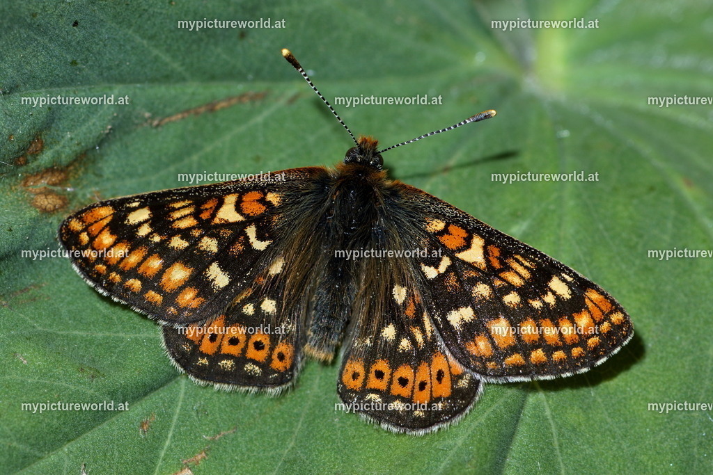 Euphydryas aurinia-011 | Das Bilderarchiv über Tiere, Planzen und Landschaften. In der Bilddatenbank finden Sie ein große Auswahl an hochwertigen Bilder für Ihre Werbung - Realized with Pictrs.com