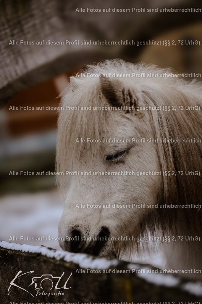 Photo_1736004695269 | krollfotografie - Realisiert mit Pictrs.com