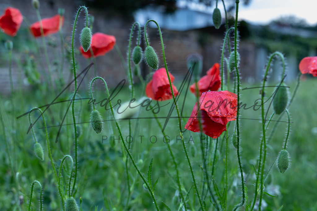 Nach dem Regen | Andreas Namnot Fotografie, ein Leben in Bildern - Realisiert mit Pictrs.com