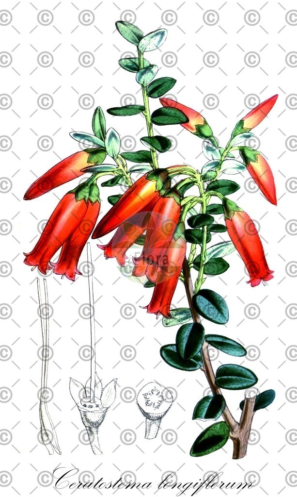 HistAbb_EMP_28685_1_SIMPLE | Historische Abbildung von Ceratostema longiflorum - Ericaceae | Historical Illustration of Ceratostema longiflorum - Ericaceae