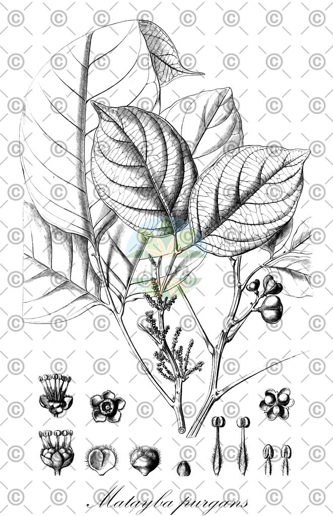HistAbb_wfo-0001104091_1_ENZY_Simple | Historische Abbildung von Matayba purgans - Sapindaceae | Historical Illustration of Matayba purgans - Sapindaceae