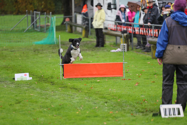 2025_Rally_Obedience_SM-101 | Ich fotografiere Hundeausstellungen, Sportanlässe, Zuchtstätten, Hundezucht, Hundeportrait, Lagotto - Realisiert mit Pictrs.com