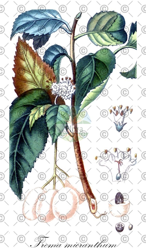 HistAbb_7YRS_1_ENZY_Simple | Historische Abbildung von Trema micranthum - Cannabaceae | Historical Illustration of Trema micranthum - Cannabaceae (florida trema)
