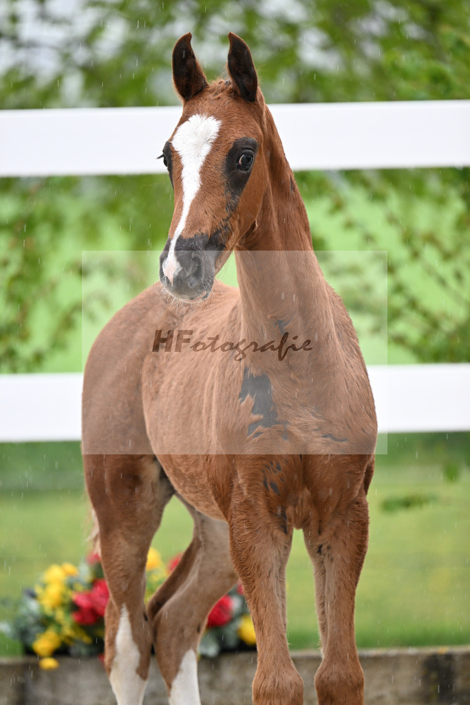 Kat-Nr. 36 HF True Hope PS x Christ_Reisenauer_23261322 | hf-fotografie - Realisiert mit Pictrs.com