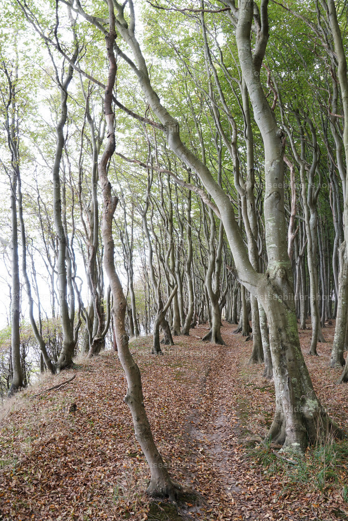 Schlangenwald | Schlangenähnlich winden sich die gedrehten Bäume eines Küstenwaldes nach oben zum Licht. Links fällt das Hochufer sehr steil zur Ostsee ab.