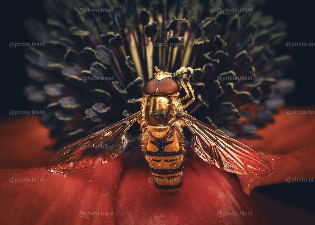 Red & Gold | Eine Hainschwebfliege beim Snacken an der Mohnblüte. - Realisiert mit Pictrs.com
