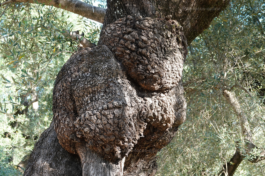 Stories of the Ancient Olive Trees | Ancient Olive Trees