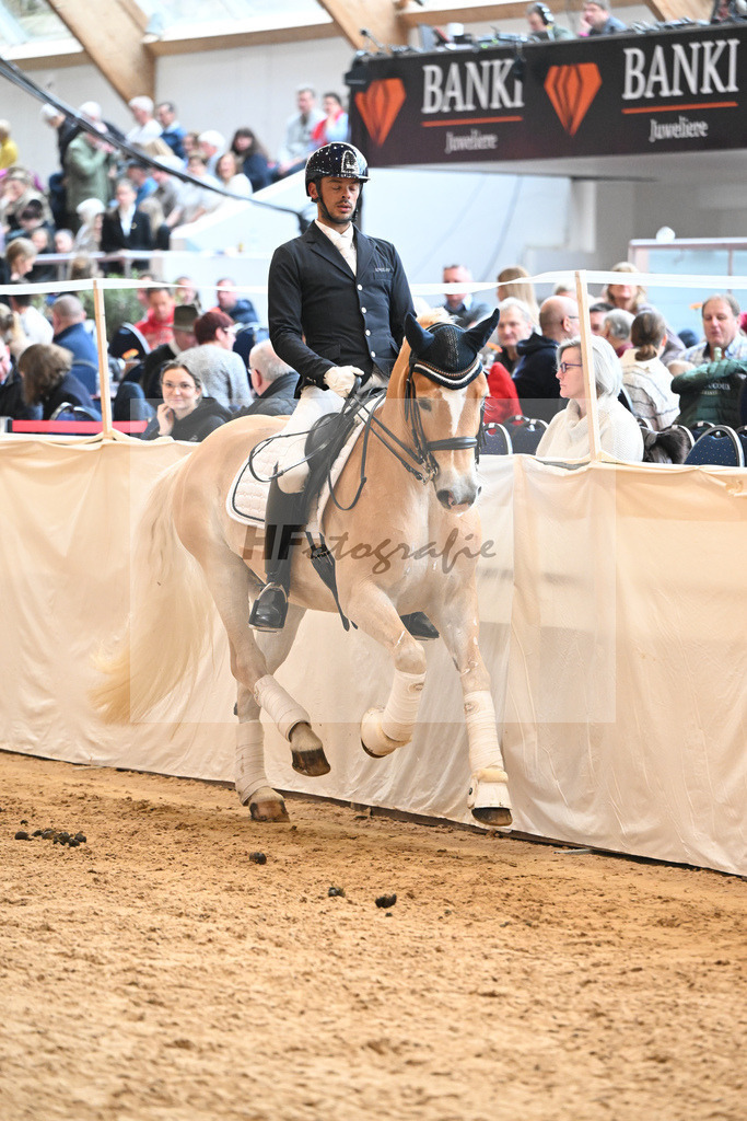 Schauprogramm Haflinger_DSP Amiro_2251542 | hf-fotografie - Realisiert mit Pictrs.com