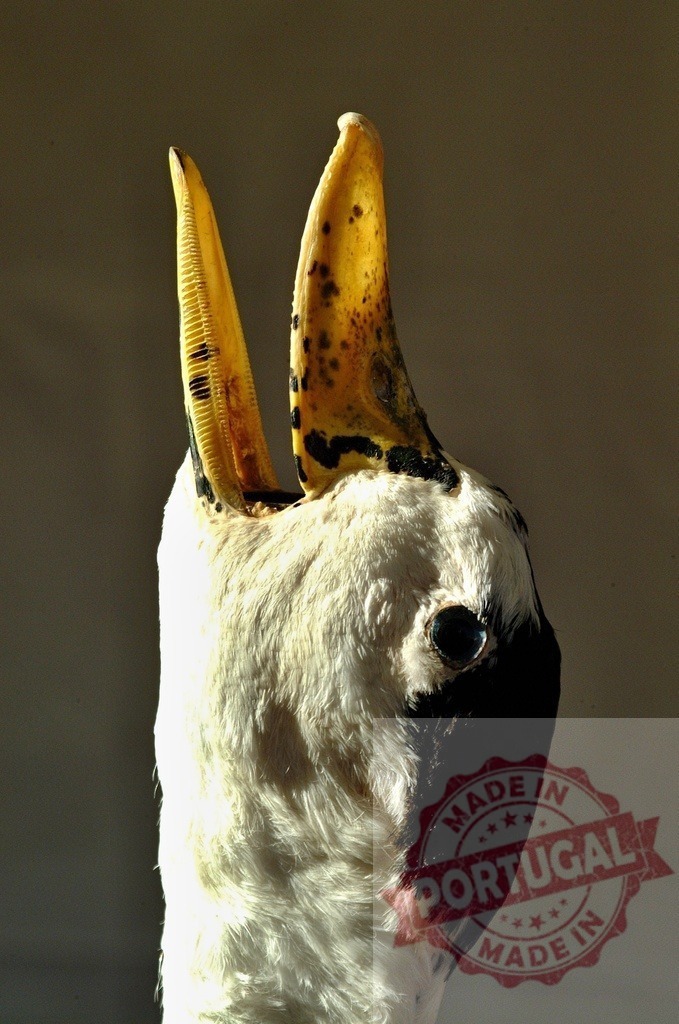 Close-up taxidermy bird head beak open mouth | Taxidermy seabird head featuring an open beak and black eye - Realized with Pictrs.com