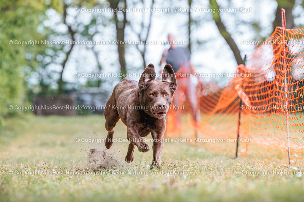 Sage Hunderennen Frühlingsfest-2026-Nickbest-Hundefotografie-0562 | Dein Hund! Dein Moment! Deine Erinnerungen! Hundefotografie in Bremen Blumenthal. Ich fange die besonderen Momente deines Vierbeiners ein – ob Indoor mit Blitzanlage oder in der freien Natur. Sicher dir dein Moment und dein Termin für eure Erinnerungen.