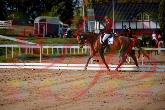 2026_10_03_Siefer-Hof_114212_Z63_23584614 | Professionelle Reitsport-, Turnier- und Eventfotografie von Robert Broda. Galerien mit ausgewählten und bearbeiteten Bildern direkt online ansehen und bestellen.