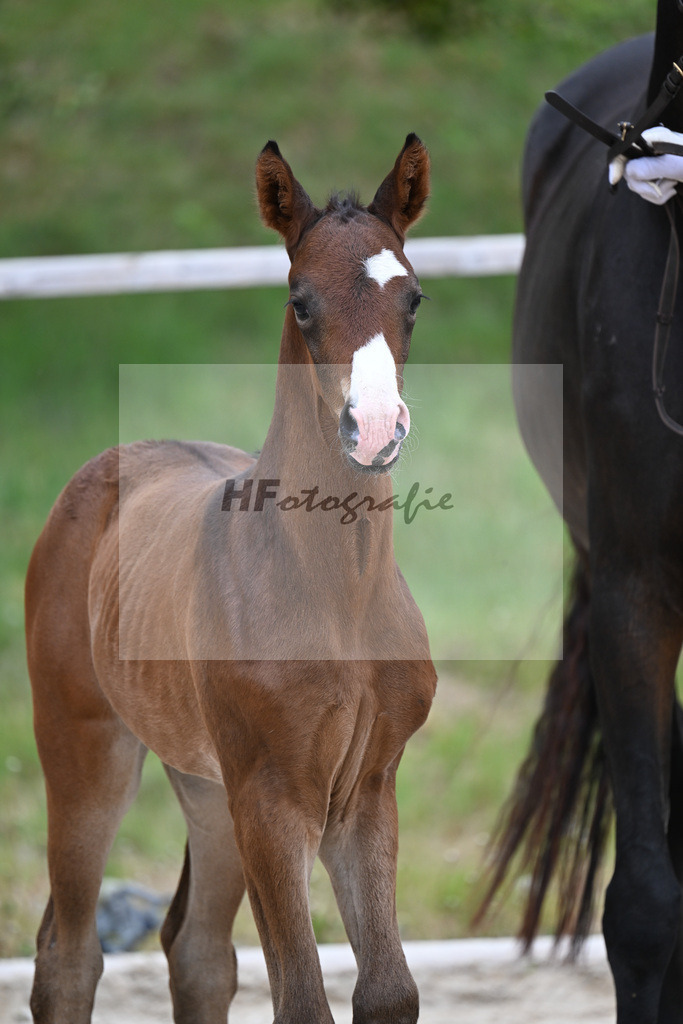 Kat-Nr. 28 SF Donkey Boss x Benetton Dream_Lechl_24260554 | hf-fotografie - Realisiert mit Pictrs.com