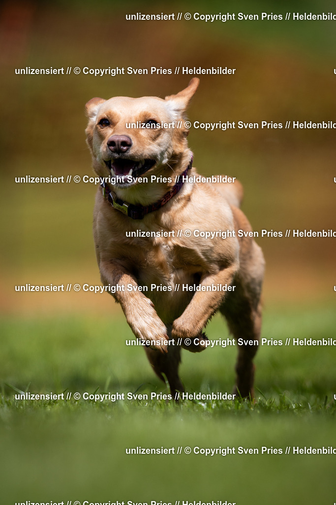 Sven Pries | 2024-04-21 - Hunderennen Baden-Oos
Foto: Sven Pries - Realisiert mit Pictrs.com