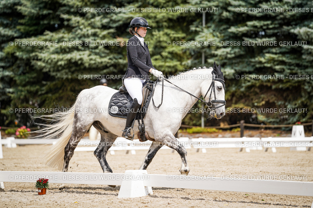 DSC03531 | Pferdegrafie