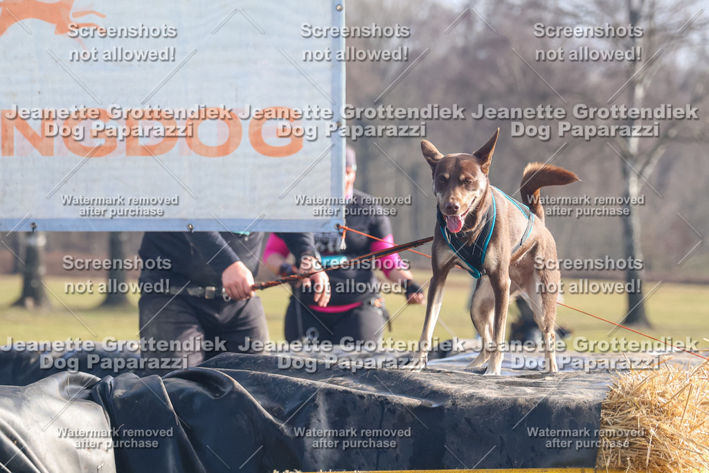 Dog Paparazzi - Strongdog North Mrz26-853 | Dog Paparazzi Jeanette Grottendiek Fotografie & Videografie - Realisiert mit Pictrs.com