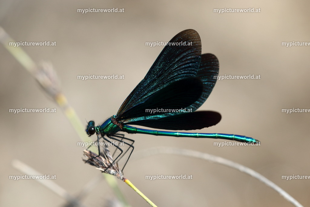 Blaufluegelige Prachtlibelle-014 | Das Bilderarchiv über Tiere, Planzen und Landschaften. In der Bilddatenbank finden Sie ein große Auswahl an hochwertigen Bilder für Ihre Werbung - Realisiert mit Pictrs.com