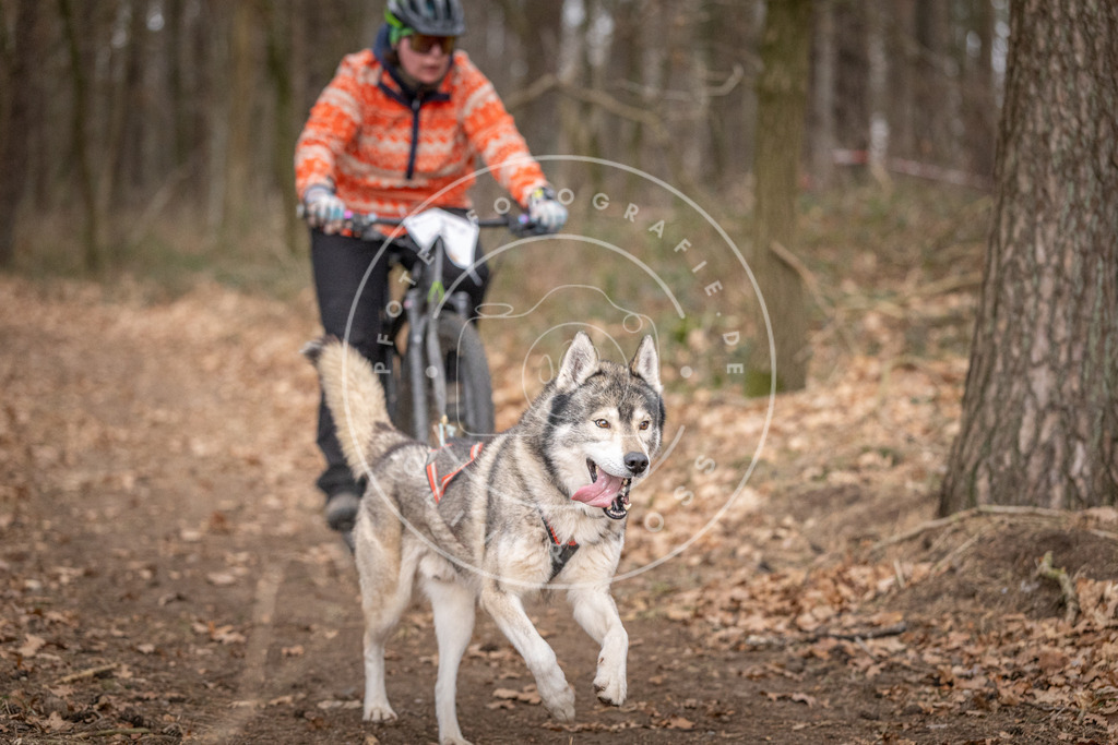 Pfotenfotografie_DV3A6440 | Hundefotografie, Tierfotograf, Pfotenfotografie, Fotoshooting Hund, Hunde Portrait, Hundesport, Hundeportraits, Heideshooting, Hunde, Sportfotograf, Hundefotograf, Turnierhundsport, THS,  - Realisiert mit Pictrs.com
