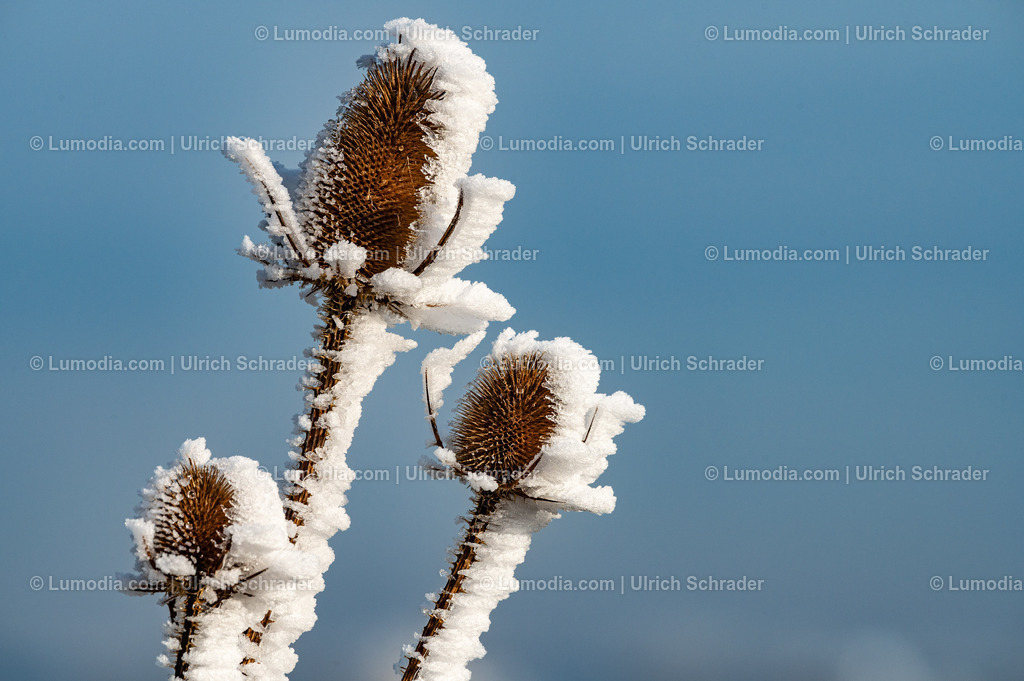 10049-13511 - Winterzauber im Großen Bruch | Stockfoto und Bilderpool mit Bildmaterial aus Deutschland, dem Harz, Halberstadt, Quedlinburg, Wernigerode und weltweit. Qualitativ hochwertige und professionelle Fotos anschauen und kaufen. - Realisiert mit Pictrs.com