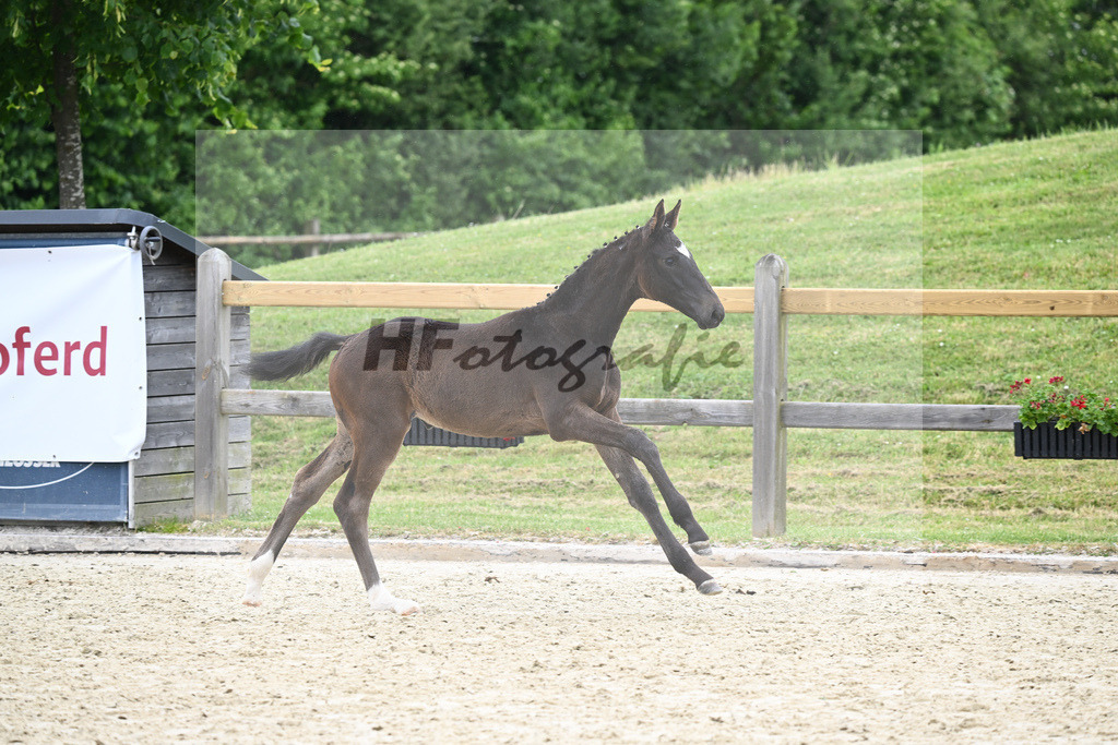 Kat-Nr. 64 SF Zackerey_Gestuet Greim_17230980 | hf-fotografie - Realizzato con Pictrs.com