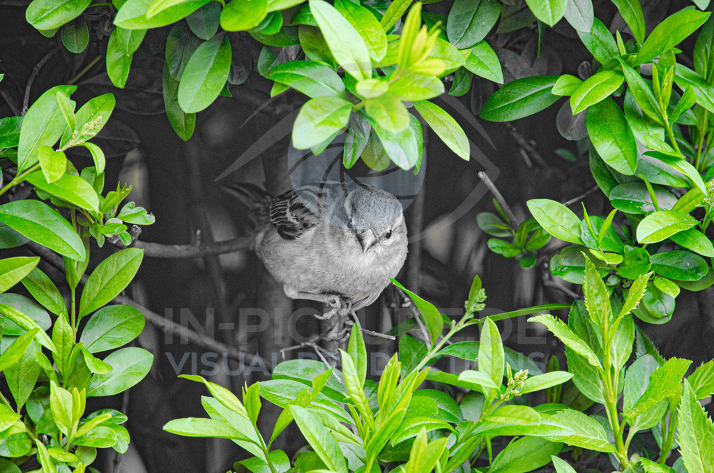 _DSC3687 | in-picture - Realisiert mit Pictrs.com