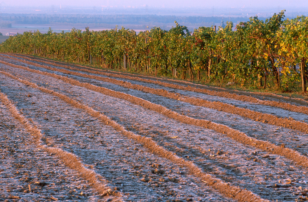 Frost auf Ackerlandschaft und Weinreben | Pillichsdorf, Austria: Frost auf Ackerlandschaft und Weinreben. - Realisiert mit Pictrs.com