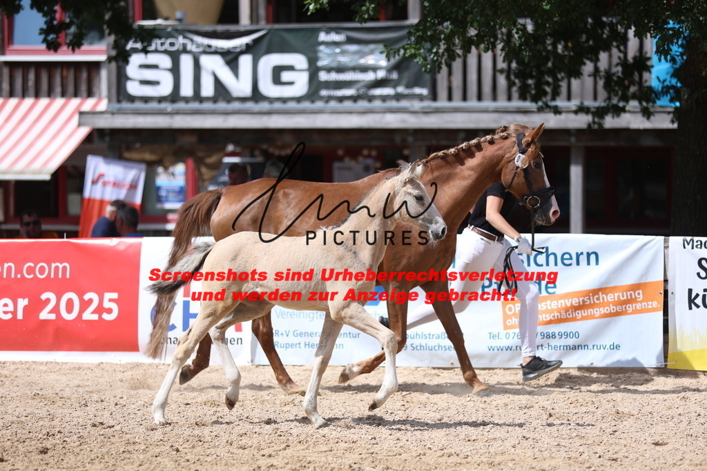 Fohlenschau_Schwäbisch_Hall_Ponys_KN 45_10 | lmwpictures - Realisiert mit Pictrs.com