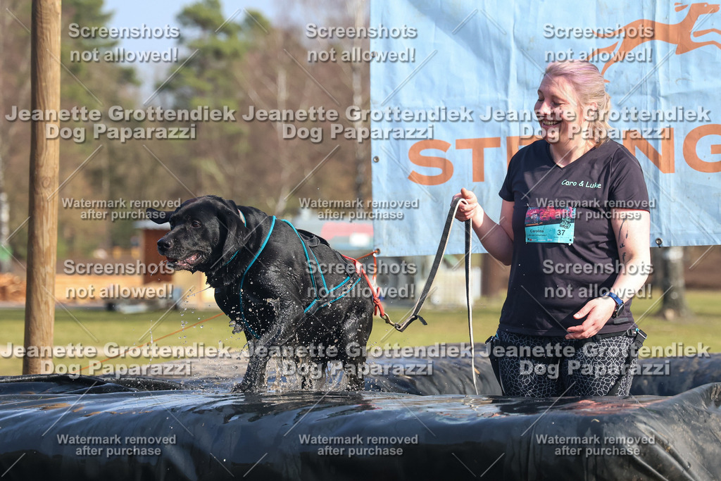Dog Paparazzi - Strongdog North Mrz26-2499 | Dog Paparazzi Jeanette Grottendiek Fotografie & Videografie - Realisiert mit Pictrs.com