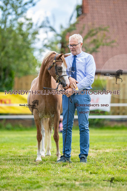 IG WELSH VM 2024-531 | mandyhollmannphotographie