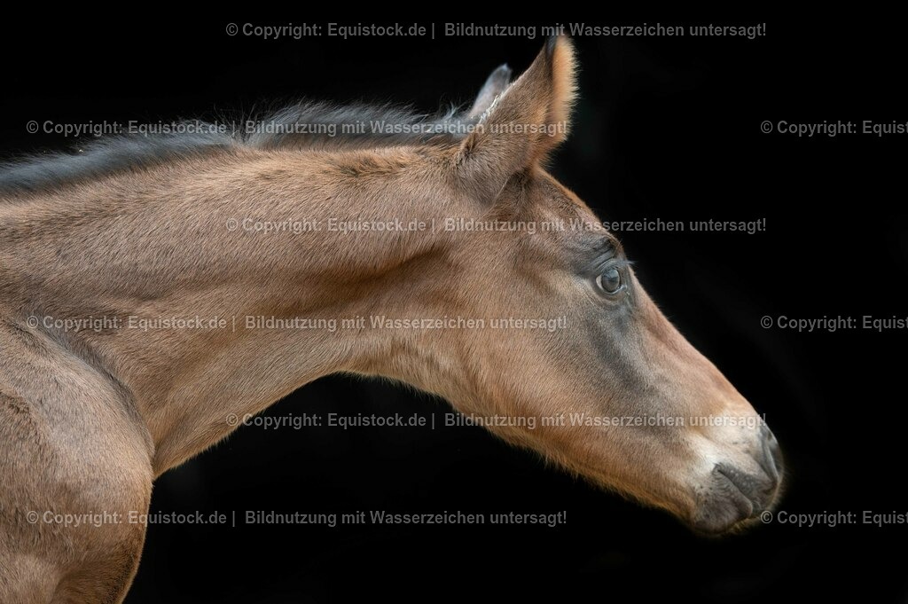 20210316_Fohlen_0091 | equistock