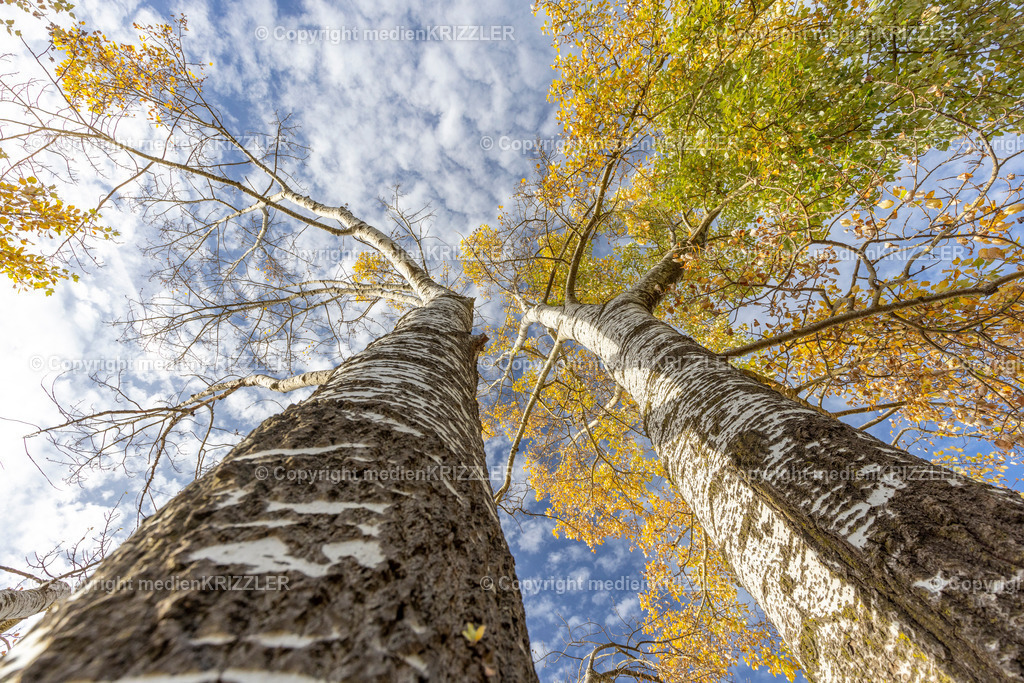 _J3A8963 | medienkrizzler - Realisiert mit Pictrs.com