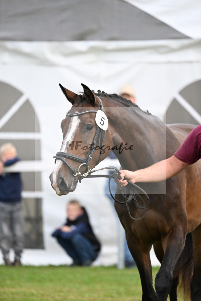 Kat-Nr. 5 Carathella v. Limbothello B_Hoffmeister_30250048 | hf-fotografie - Realizzato con Pictrs.com