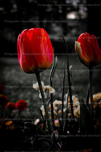 Rote Tulpen im Gegenlicht | Leuchtend rote Tulpen im warmen Gegenlicht vor dunklem Hintergrund. Der starke Hell-Dunkel-Kontrast und die reduzierte Farbwirkung lenken den Blick auf die feinen Blütenblätter und erzeugen eine elegante, ruhige Blumenstimmung. - Realisiert mit Pictrs.com