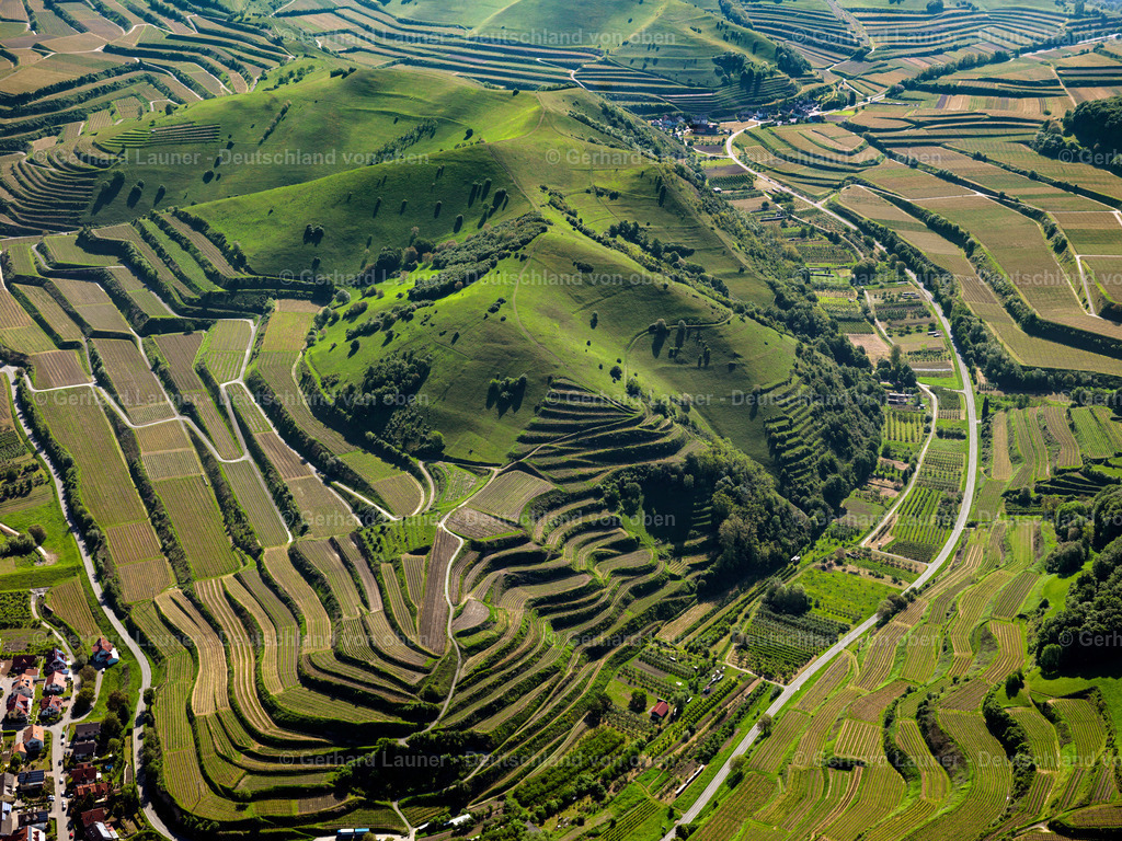 3096245 | Terrassenweinberge und Naturschutzgebiet am Badberg, Kaiserstuhl