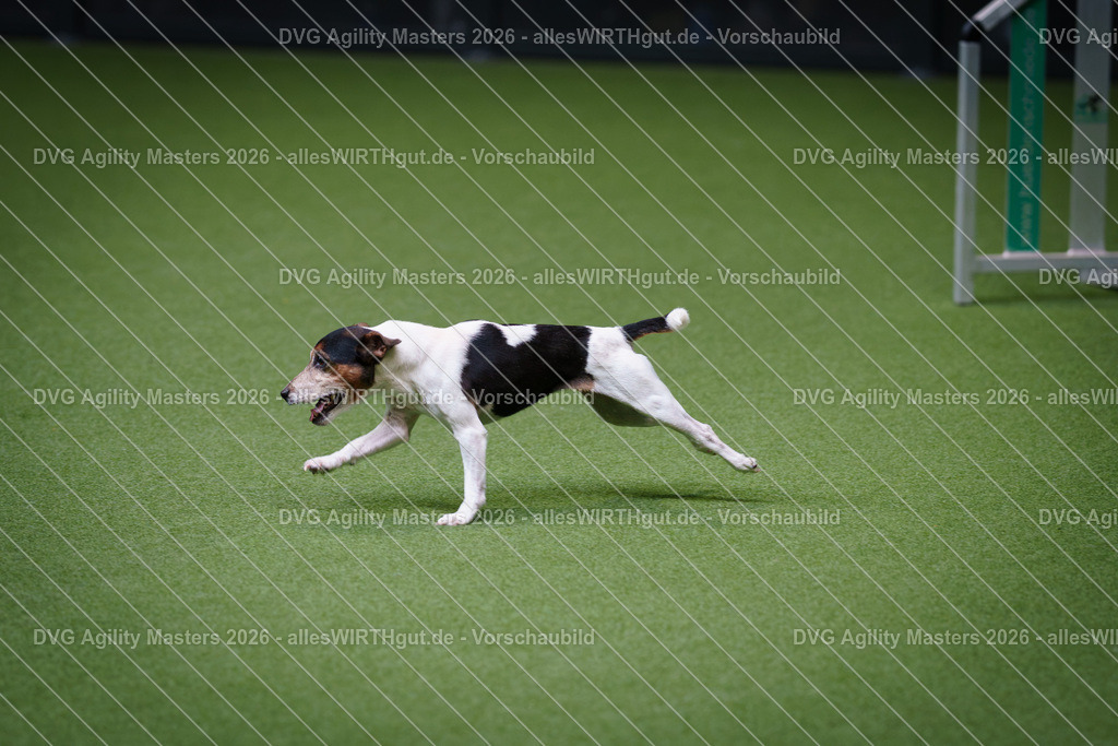 allesWIRTHgut_Tierfotografie-DVG_Agility_Masters_2026-12_30-7R508486 | Professionelle Tierfotografie in Mönchengladbach von Daniel Wirth (allesWIRTHgut). Liebevolle & natürliche Bilder von Hunden & Katzen für unvergessliche Erinnerungen.