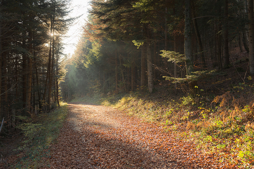 Waldweg im Sonnenlicht | im Herbst. - Realisiert mit Pictrs.com