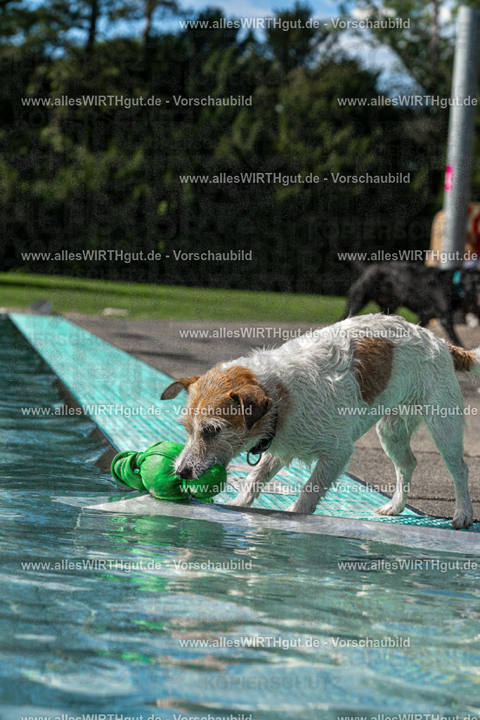 Hundeschwimmen_Volksbad_2026-allesWIRTHgut_Tierfotografie-2609061458-FAY07046 | Professionelle Tierfotografie in Mönchengladbach von Daniel Wirth (allesWIRTHgut). Liebevolle & natürliche Bilder von Hunden & Katzen für unvergessliche Erinnerungen.