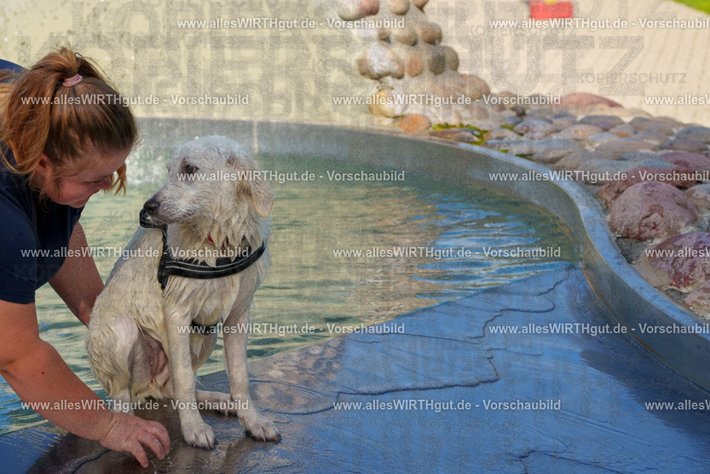 Hundeschwimmen_Grefrath_2026-allesWIRTHgut_Tierfotografie-13_13-FAY00544 | Professionelle Tierfotografie in Mönchengladbach von Daniel Wirth (allesWIRTHgut). Liebevolle & natürliche Bilder von Hunden & Katzen für unvergessliche Erinnerungen.