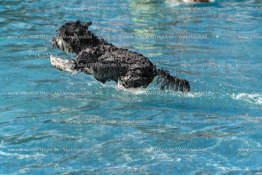 Hundeschwimmen_Volksbad_2026-allesWIRTHgut_Tierfotografie-2609061249-FAY06576 | Professionelle Tierfotografie in Mönchengladbach von Daniel Wirth (allesWIRTHgut). Liebevolle & natürliche Bilder von Hunden & Katzen für unvergessliche Erinnerungen.
