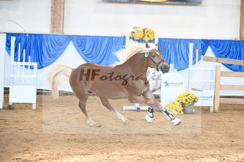 Kat-Nr. 19 Stelius v. Status Quo_Reiser_48250370 | hf-fotografie - Realisiert mit Pictrs.com