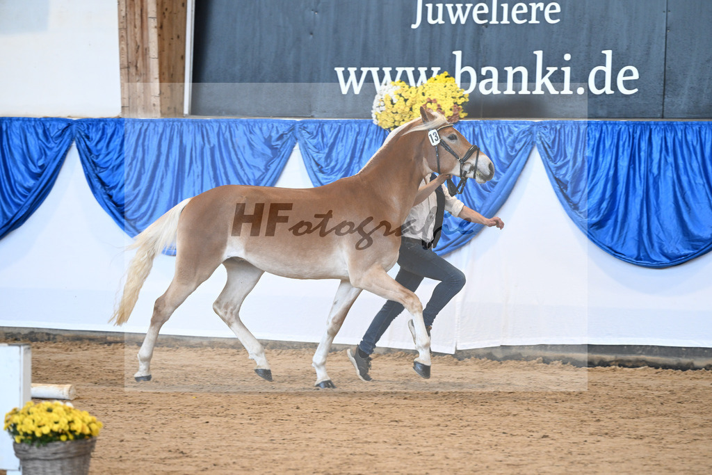 Kat-Nr. 13 Wolverine v. Westwind_Lechner_48250911 | hf-fotografie - Realisiert mit Pictrs.com