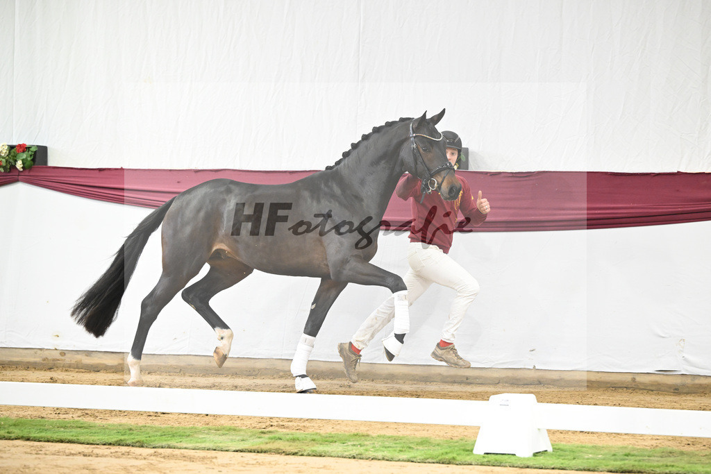 Kat-Nr. 14 Feliciano x Quaterback_Martina Breitner-Roetzer_47250239 | hf-fotografie - Realisiert mit Pictrs.com