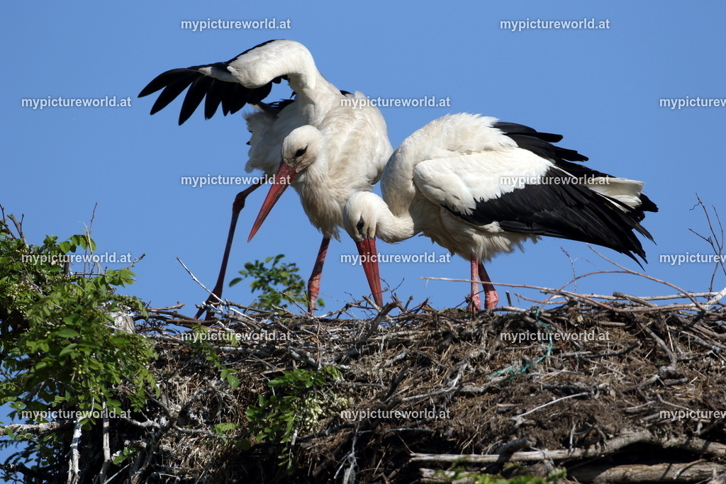 Weißstorch-080 | Das Bilderarchiv über Tiere, Planzen und Landschaften. In der Bilddatenbank finden Sie ein große Auswahl an hochwertigen Bilder für Ihre Werbung - Realisiert mit Pictrs.com