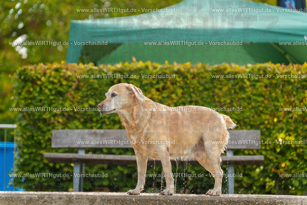 Hundeschwimmen_Grefrath_2026-allesWIRTHgut_Tierfotografie-09_33-7R502350 | Professionelle Tierfotografie in Mönchengladbach von Daniel Wirth (allesWIRTHgut). Liebevolle & natürliche Bilder von Hunden & Katzen für unvergessliche Erinnerungen.