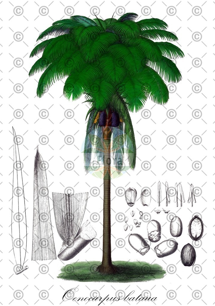 HistAbb_wfo-0000254536_3_ENZY_Simple | Historische Abbildung von Oenocarpus bataua - Arecaceae | Historical Illustration of Oenocarpus bataua - Arecaceae