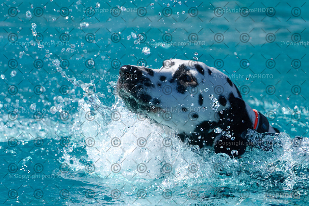 157_202509_4Hundebadetag_NZ9_2658 | proPHOTO - Realisiert mit Pictrs.com