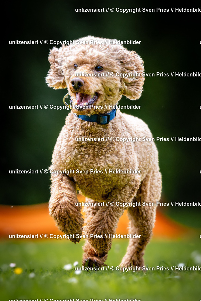 Sven Pries | 2026-05-14 - Hunderennen KA Durlach Vatertag 2026 - Realisiert mit Pictrs.com