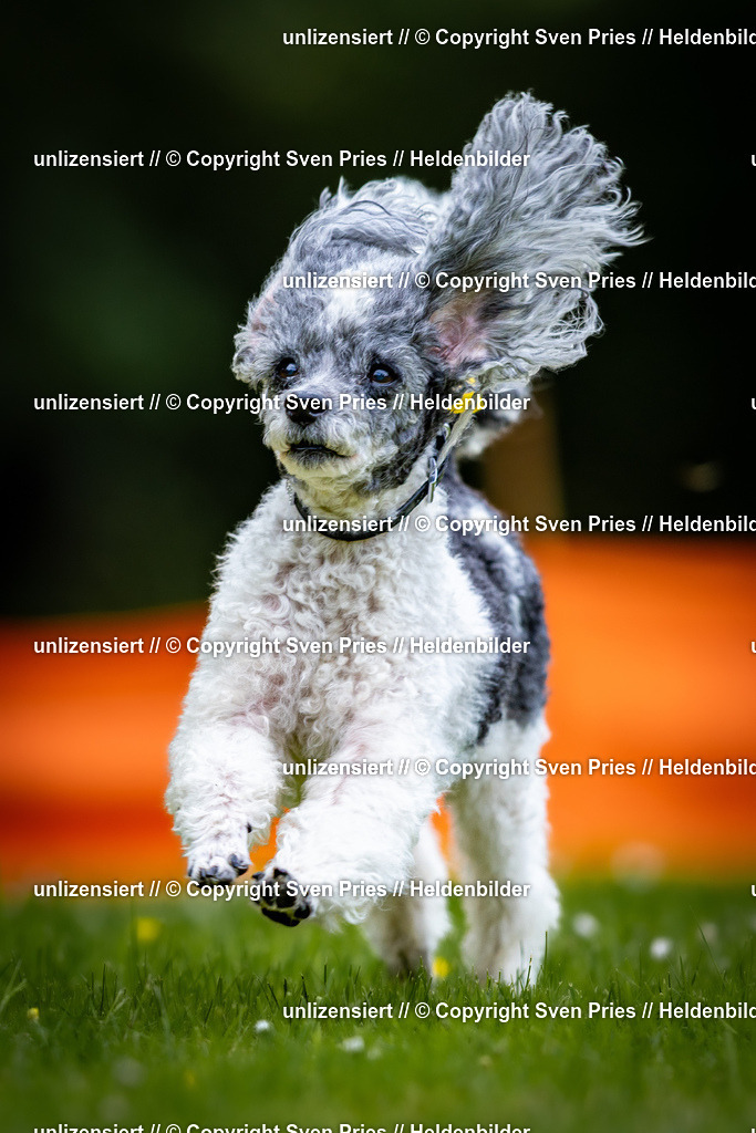 Sven Pries | 2026-05-14 - Hunderennen KA Durlach Vatertag 2026 - Realisiert mit Pictrs.com