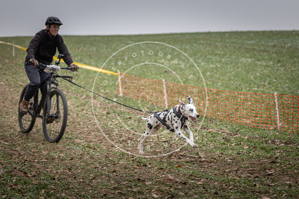 Pfotenfotografie_DV3A1769 | Hundefotografie, Tierfotograf, Pfotenfotografie, Fotoshooting Hund, Hunde Portrait, Hundesport, Hundeportraits, Heideshooting, Hunde, Sportfotograf, Hundefotograf, Turnierhundsport, THS,  - Realisiert mit Pictrs.com