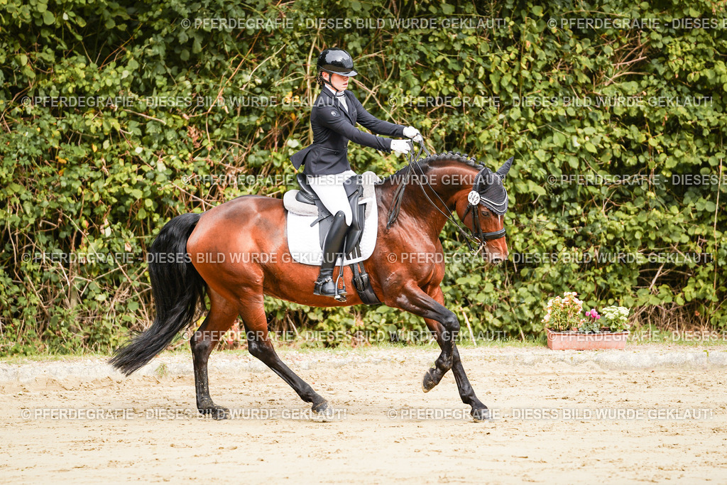 DSC02017 | Pferdegrafie