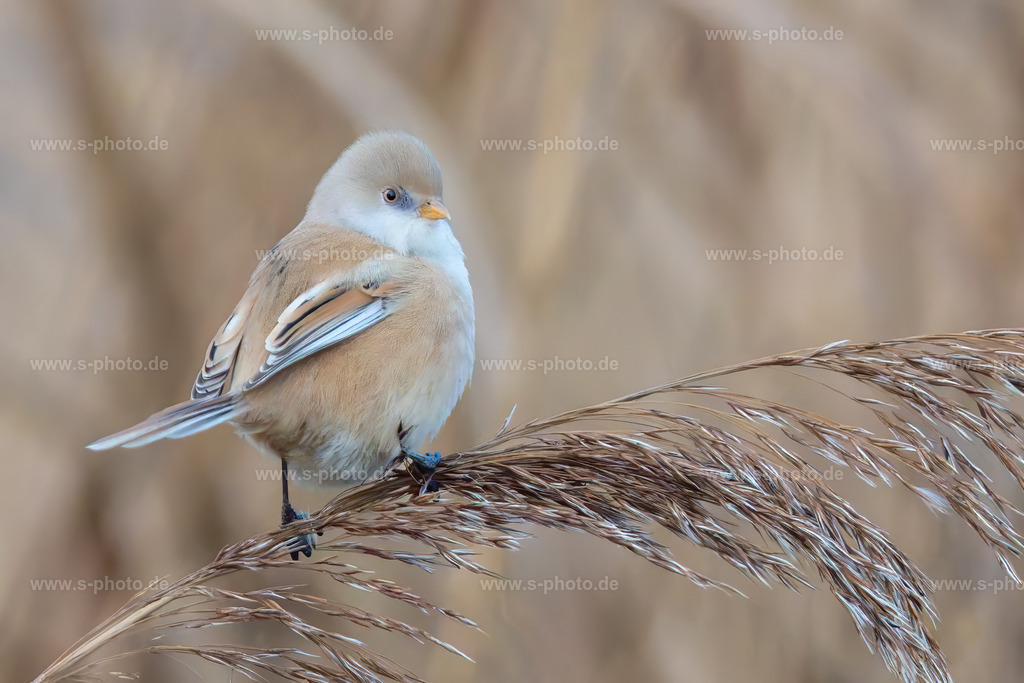 Bartmeise | eine weibliche Bartmeise - Realisiert mit Pictrs.com